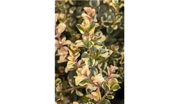 Gartenbaumschule Becker