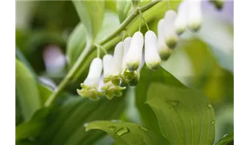 Gartenbaumschule Becker