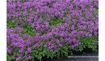 Gartenbaumschule Becker