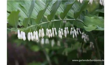 Gartenbaumschule Becker