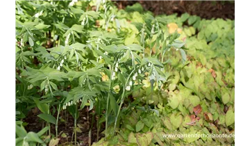 Gartenbaumschule Becker