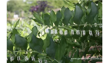 Gartenbaumschule Becker