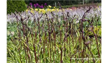 Gartenbaumschule Becker