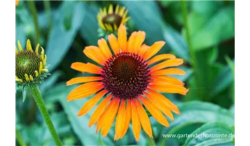 Gartenbaumschule Becker