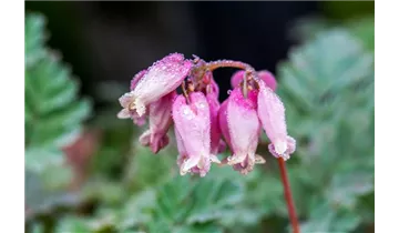 Gartenbaumschule Becker