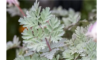 Gartenbaumschule Becker