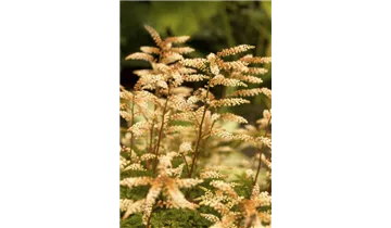 Gartenbaumschule Becker