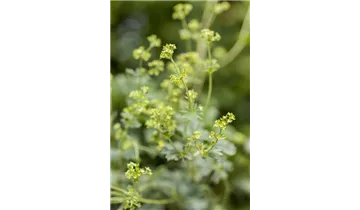 Gartenbaumschule Becker