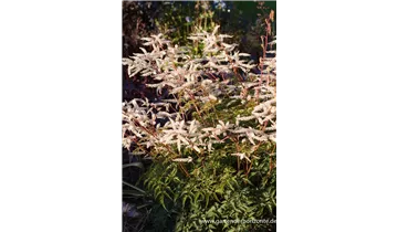 Gartenbaumschule Becker