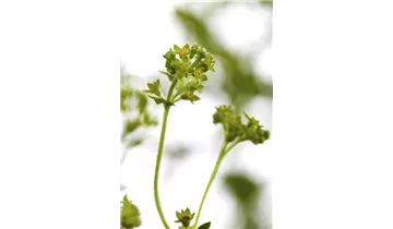 Gartenbaumschule Becker