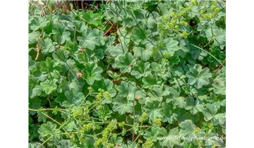 Gartenbaumschule Becker