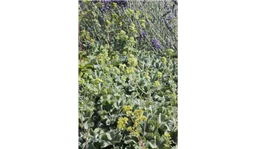 Gartenbaumschule Becker