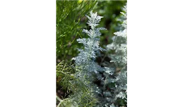 Gartenbaumschule Becker