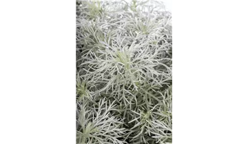 Gartenbaumschule Becker