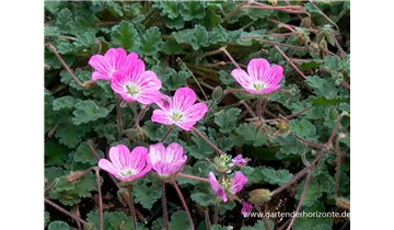 Gartenbaumschule Becker