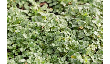 Gartenbaumschule Becker