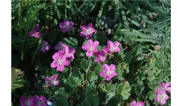 Gartenbaumschule Becker