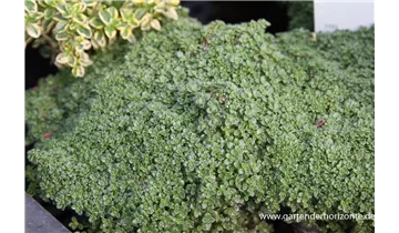 Gartenbaumschule Becker