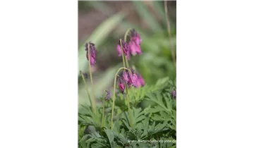 Gartenbaumschule Becker