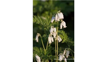 Gartenbaumschule Becker
