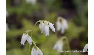 Gartenbaumschule Becker