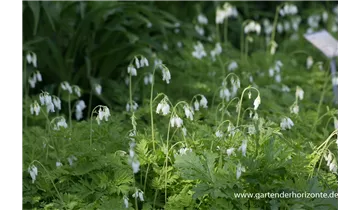 Gartenbaumschule Becker
