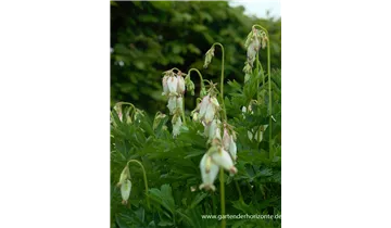 Gartenbaumschule Becker