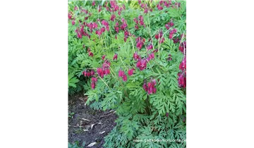 Gartenbaumschule Becker