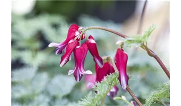 Gartenbaumschule Becker