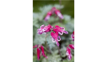 Gartenbaumschule Becker