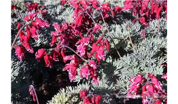 Gartenbaumschule Becker