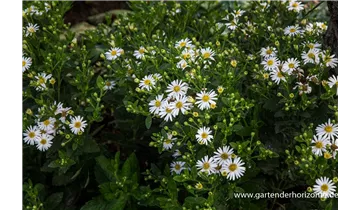 Gartenbaumschule Becker