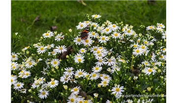 Gartenbaumschule Becker