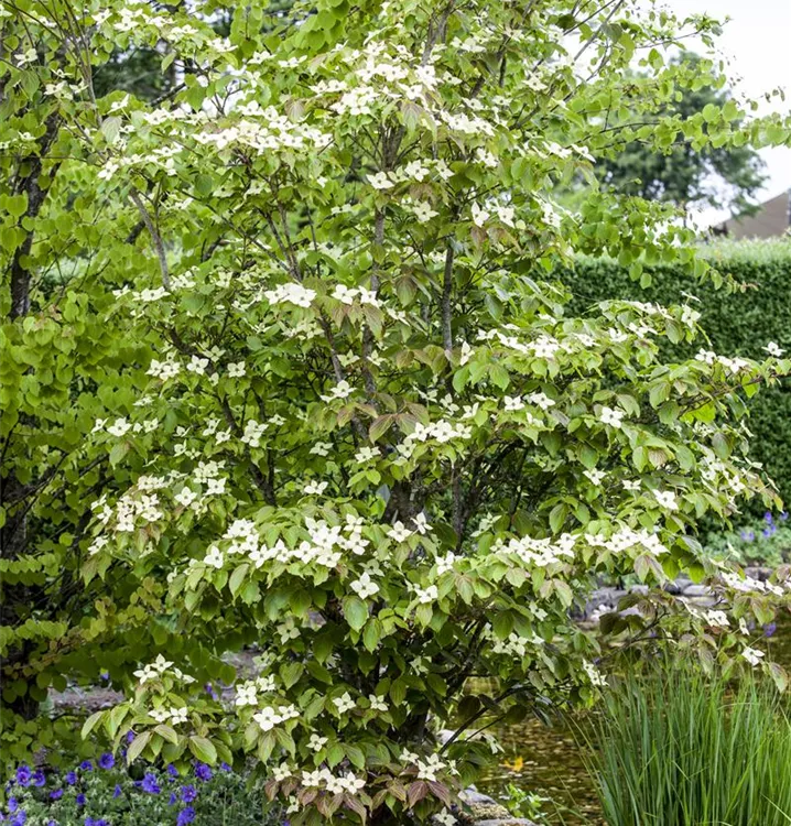Jap.Blumen-Hartriegel 'Teutonia'
