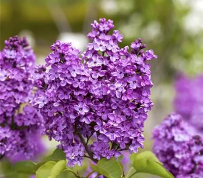 Syringa vulg.'Katharine Havemeyer'