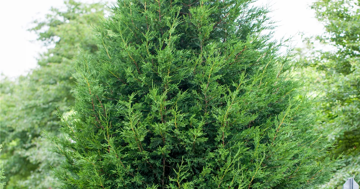 Cupressocyparis leylandii, Leyland-Zypresse - GartenBaumschule Becker