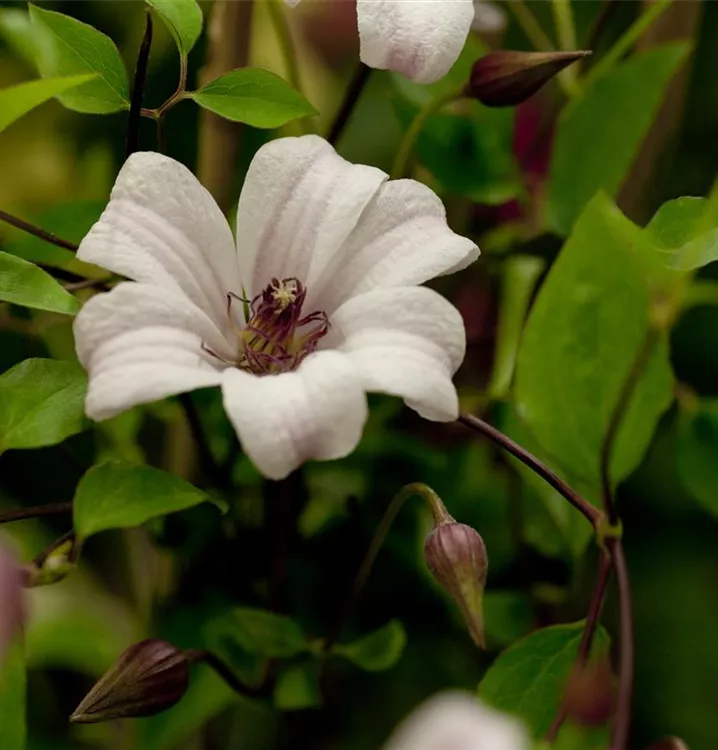 Texas-Waldrebe 'Princess Kate'