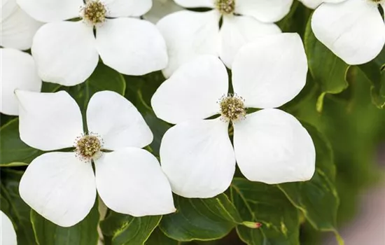 Cornus kousa chinensis 'White Fountain'