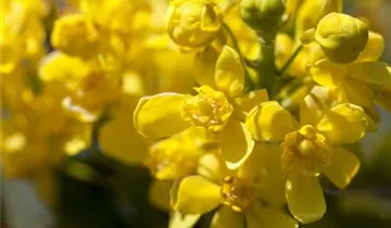 Zum Vergrößern klicken Bildvorschau