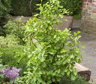 Ginkgo biloba 'Saratoga'