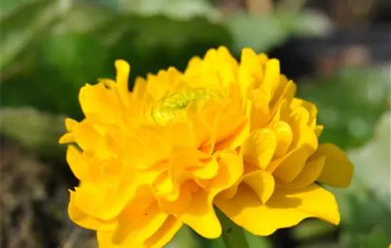 Caltha palustris 'Multiplex'