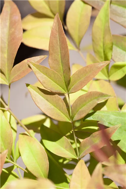 Nandina domestica, Heiliger Bambus - GartenBaumschule Becker