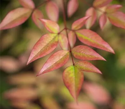 Nandina domestica