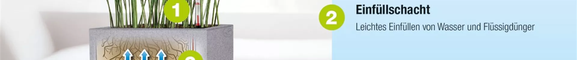 A_CAS_stg_Aspidistra_elatior_FKT_Querformat_Legende_DE.jpg A_CAS_stg_Aspidistra_elatior_FKT_Querformat_Legende_DE.jpg