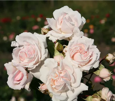 Rosa 'Constance Mozart' -R- BT