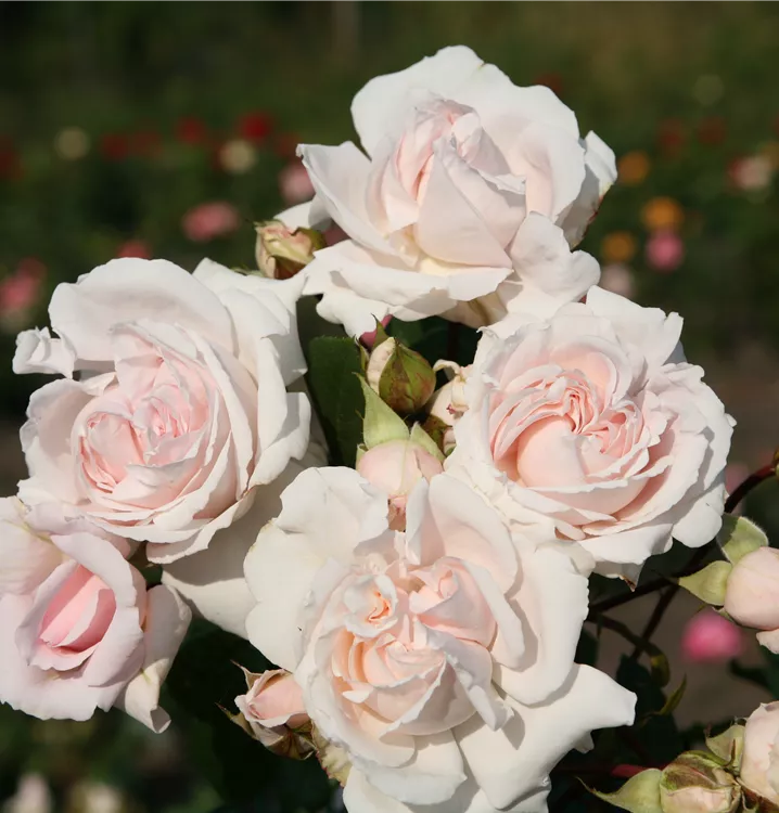 Beetrose 'Constance Mozart' -R-