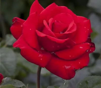Rosa 'Grande Amore' -R- TH