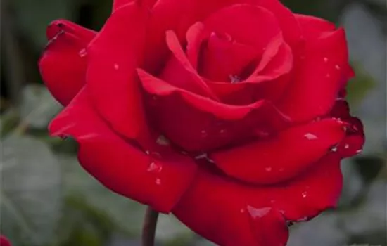 Rosa 'Grande Amore' -R- TH