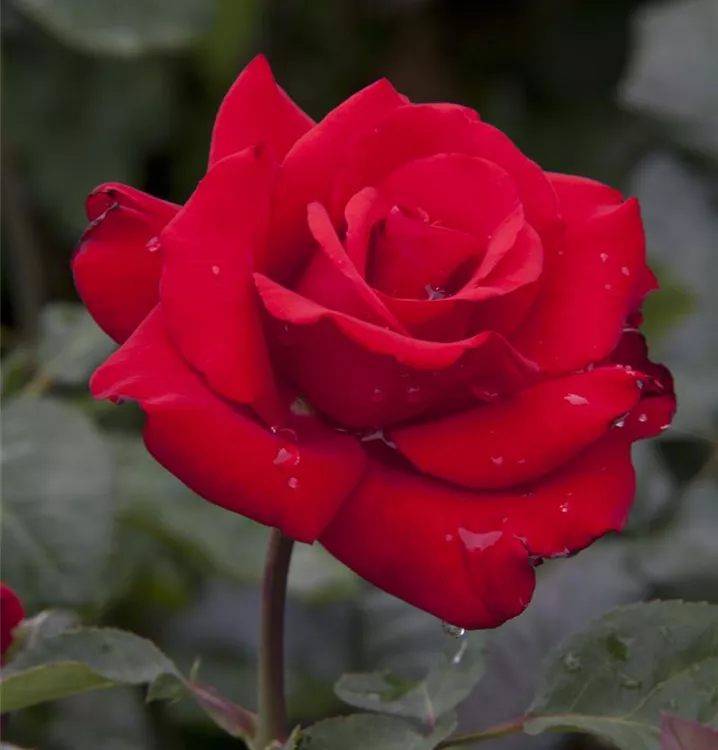 Edelrose 'Grande Amore' -R-