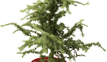 Bildvorschau